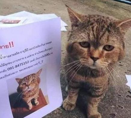 猫咪跑丢了怎么办？这些方法真的能找回来吗？