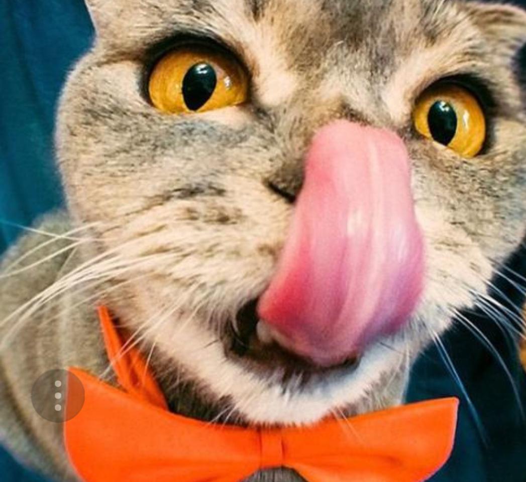 你家猫主子真会为你两肋插刀吗? 你家猫主子真会为你两肋插刀吗?