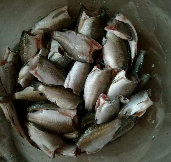 小猫咪吃鱼真的不会卡喉咙吗？