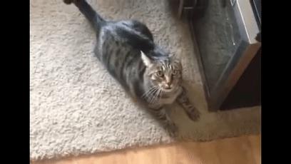 你家猫主子真的会吃小鱼干吗? 你家猫主子真的会吃小鱼干吗?