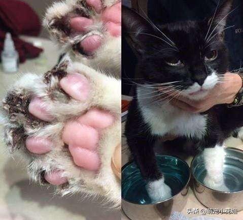 猫咪的爪子不剪会挠坏真皮沙发吗？