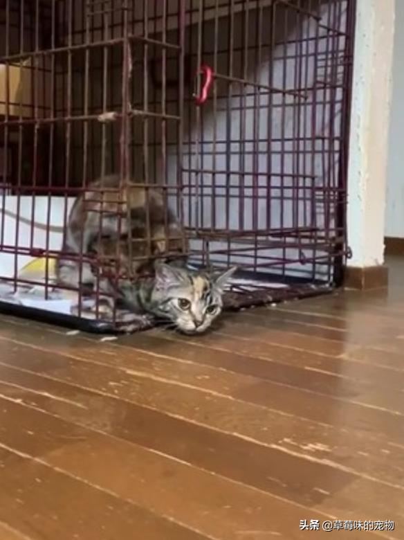 把猫关笼子里养真的好吗? 把猫关笼子里养真的好吗?