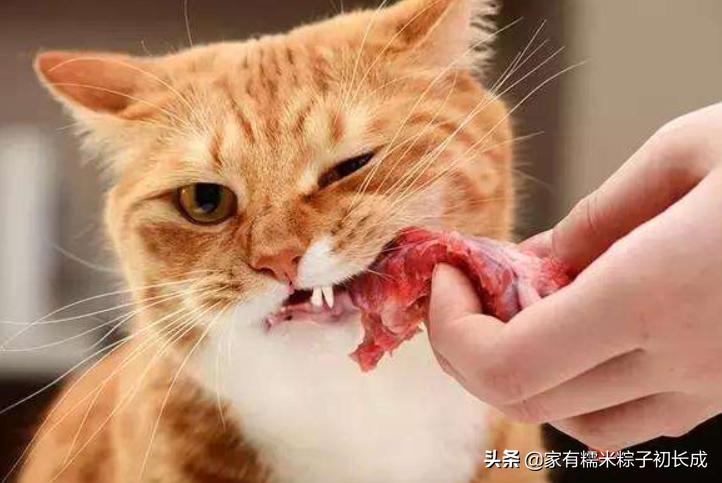 猫咪吃生肉真的会要命吗？