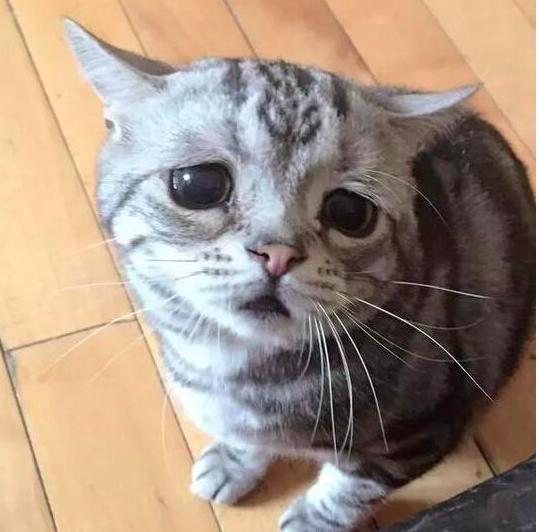 猫咪眼睛突然变红是怎么回事？