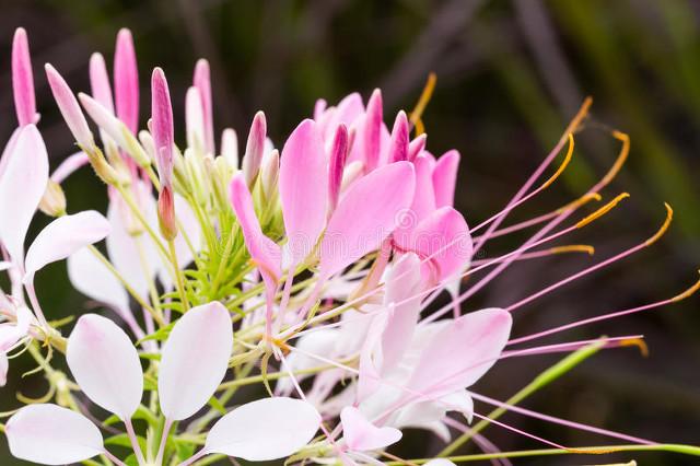 猫咪夏天会发情吗？这5个冷知识新手必看