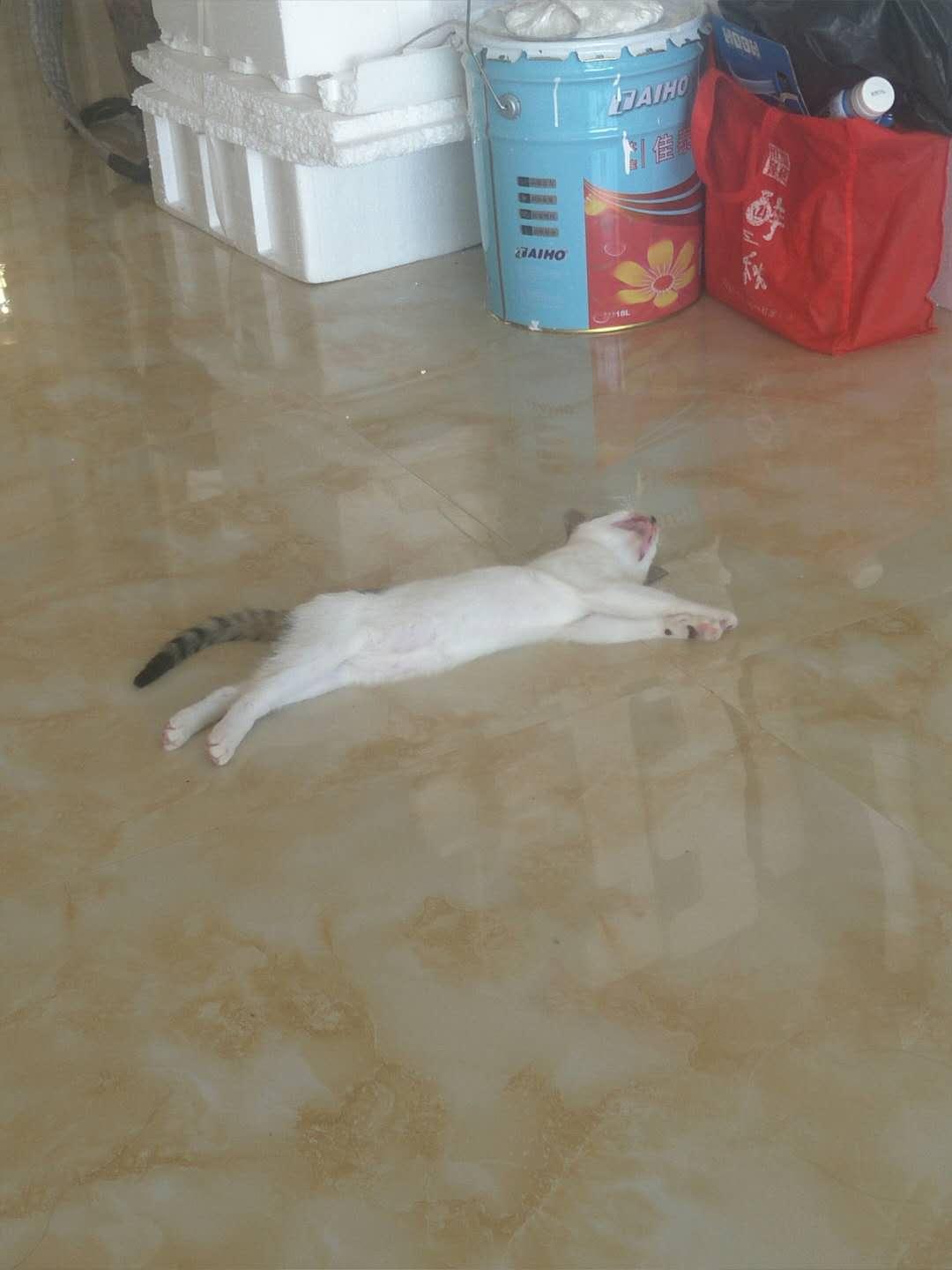 你家猫主子为啥总在地上疯狂打滚？