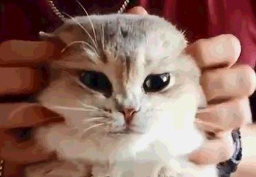 新手怎么快速找到猫咪社区app官网？在线撸猫会不会被骗？