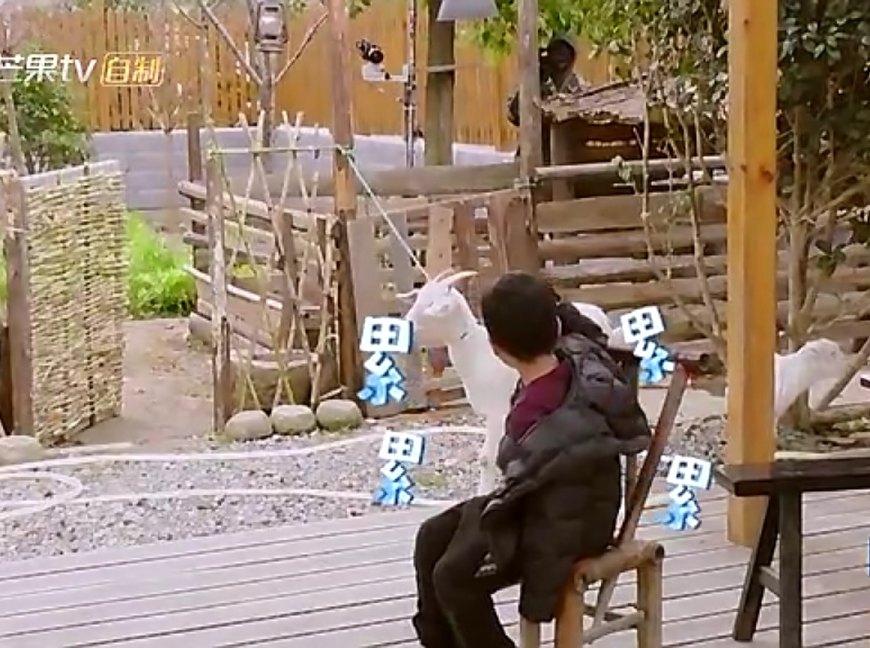 你家猫主子偷吃白菜了？