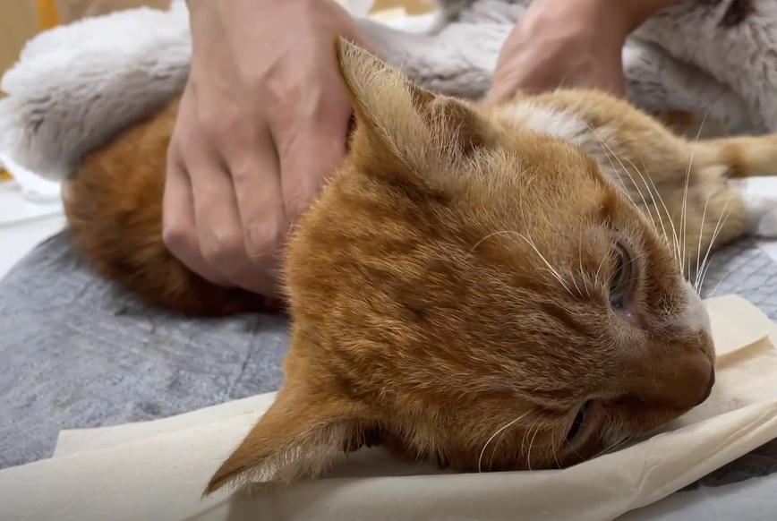 猫咪又拉又吐能自愈吗?新手必看的急救手册 猫咪又拉又吐能自愈吗?新手必看的急救手册