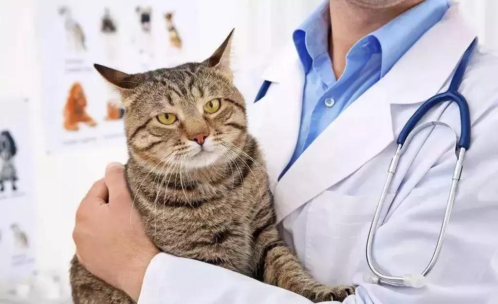 猫咪得猫瘟是不是因为没打疫苗？