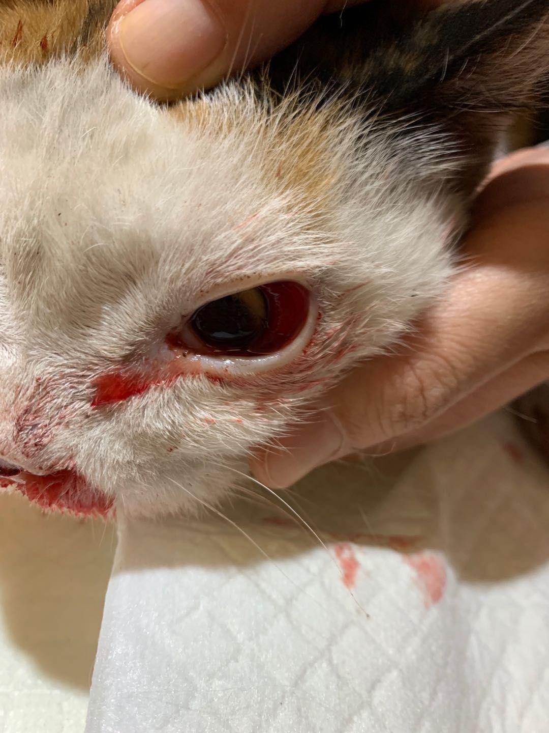 猫咪尾巴颤抖是开心还是生病了? 猫咪尾巴颤抖是开心还是生病了?