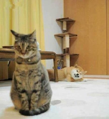 为什么你家猫咪总对你龇牙咧嘴？