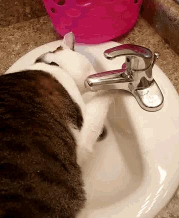 猫咪每天凌晨4点跑酷怎么办？