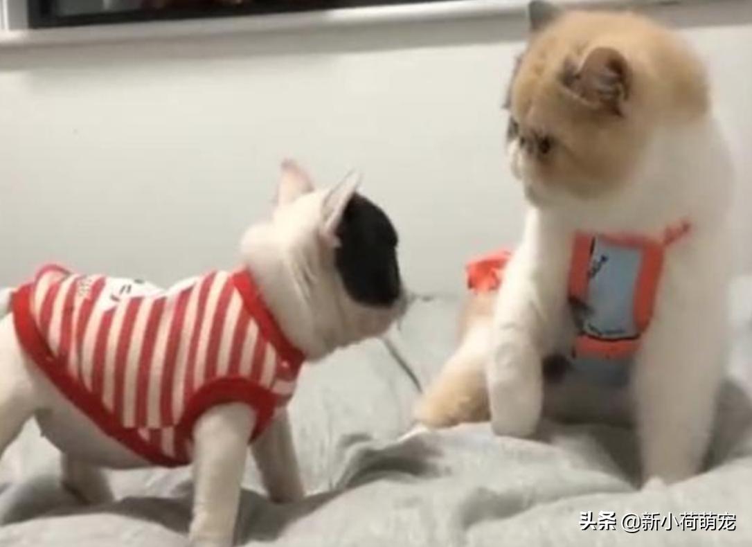 猫咪被打头会脑震荡吗？新手必看的5个保命知识点