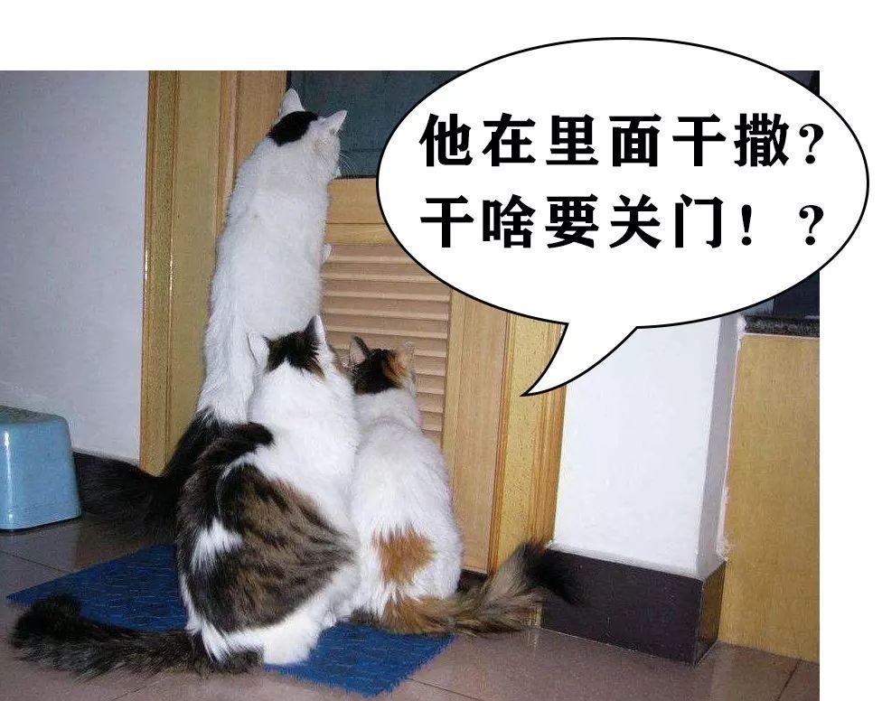 猫咪整天嗷嗷叫到底在闹哪样? 猫咪整天嗷嗷叫到底在闹哪样?