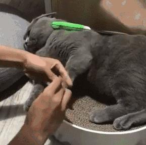 猫咪得了口炎必须拔牙吗？