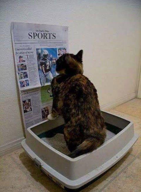 你家猫主子盯着屏幕目不转睛时,到底在看啥? 你家猫主子盯着屏幕目不转睛时,到底在看啥?