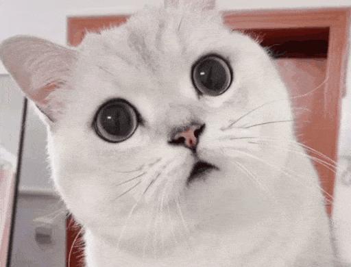 为什么你的聊天记录里永远缺一张猫咪GIF? 为什么你的聊天记录里永远缺一张猫咪GIF?