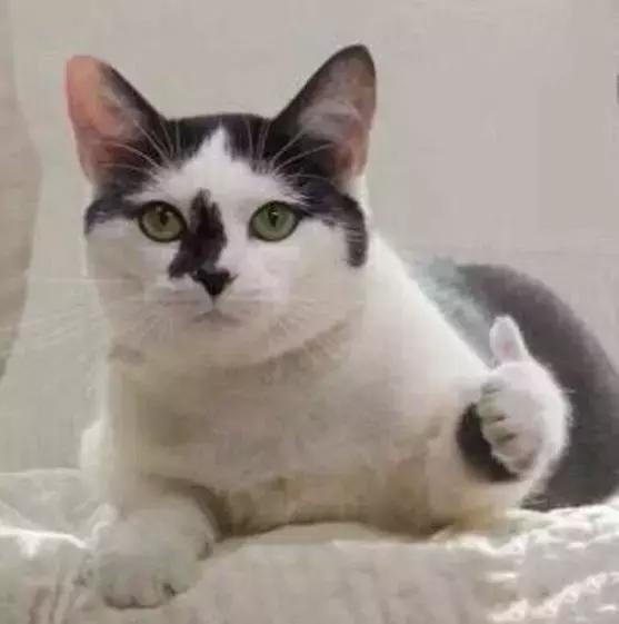 怀孕的猫咪需要特别补充哪些营养？