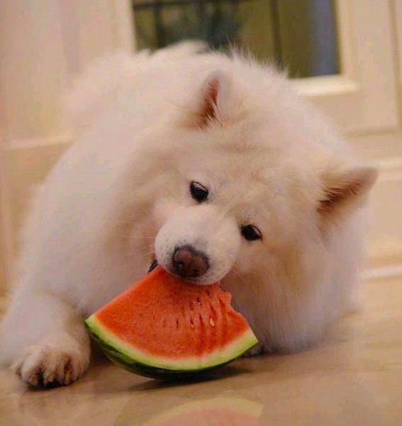 为什么你家猫主子总想从十楼往下跳？