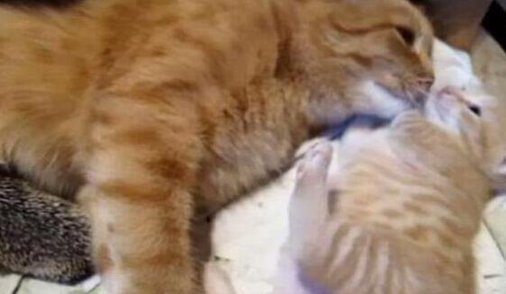 你家猫咪突然拆家是因为吃醋了吗？