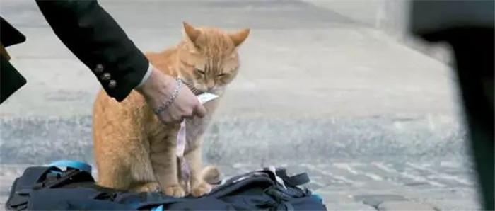 刚接回家的小奶猫，喂错食物真的会要命吗？