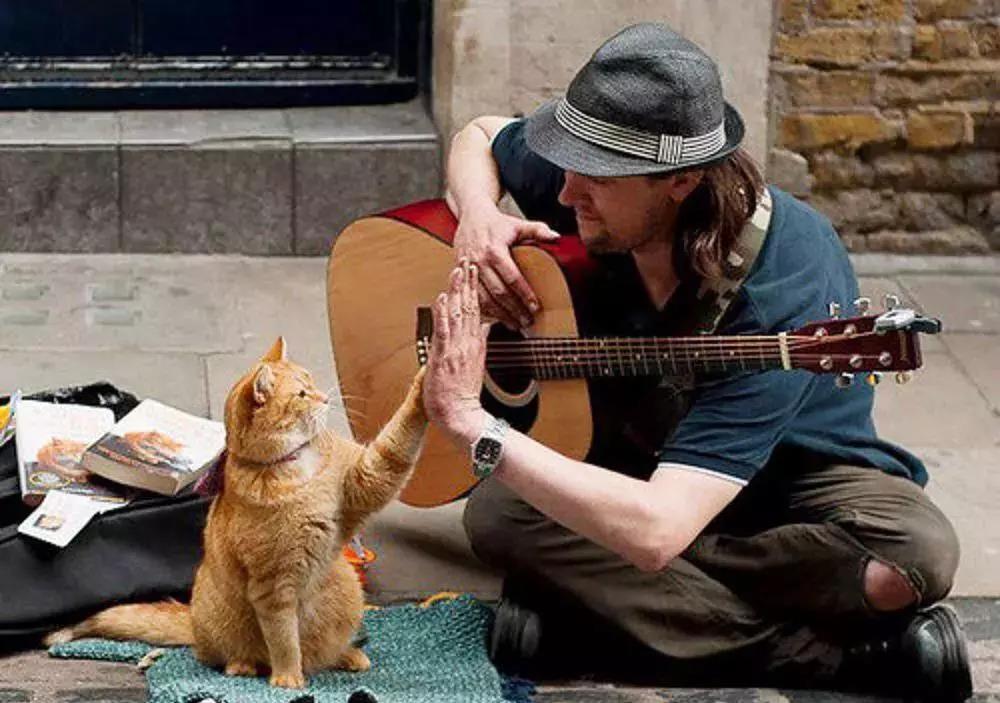 为什么别人家的猫视频能破百万播放？