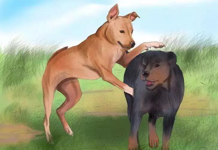 猫咪绝育真的会让它变抑郁吗？