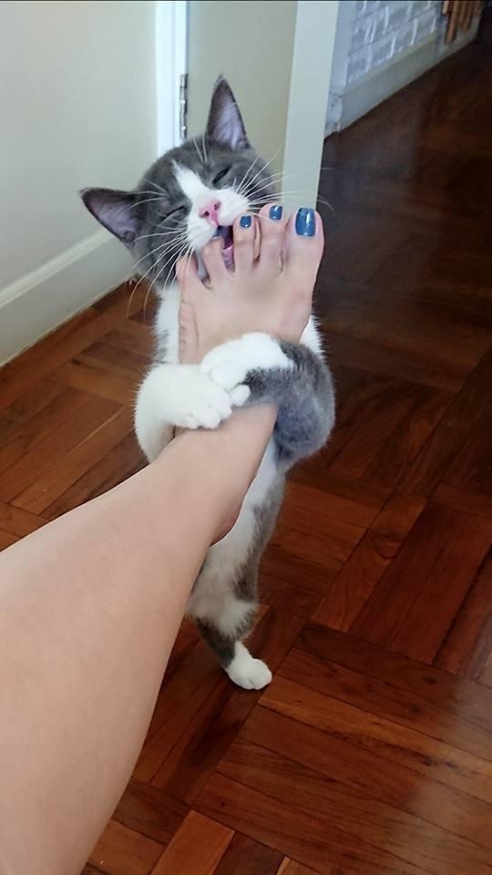 主子天天啃脚丫子?这可能是猫咪得 脚气 了! 主子天天啃脚丫子?这可能是猫咪得 脚气 了!