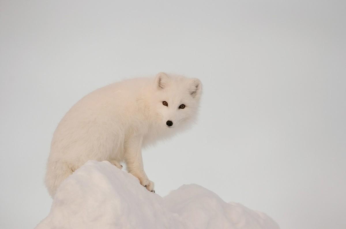 猫咪发情到底在几月份最频繁? 猫咪发情到底在几月份最频繁?