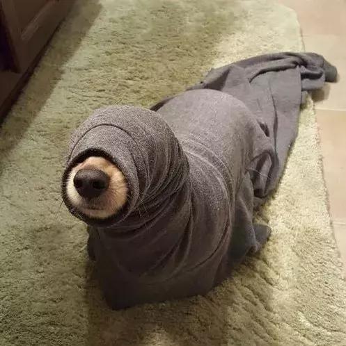 为什么别人的萌宠视频点赞破万，你的却没人看？