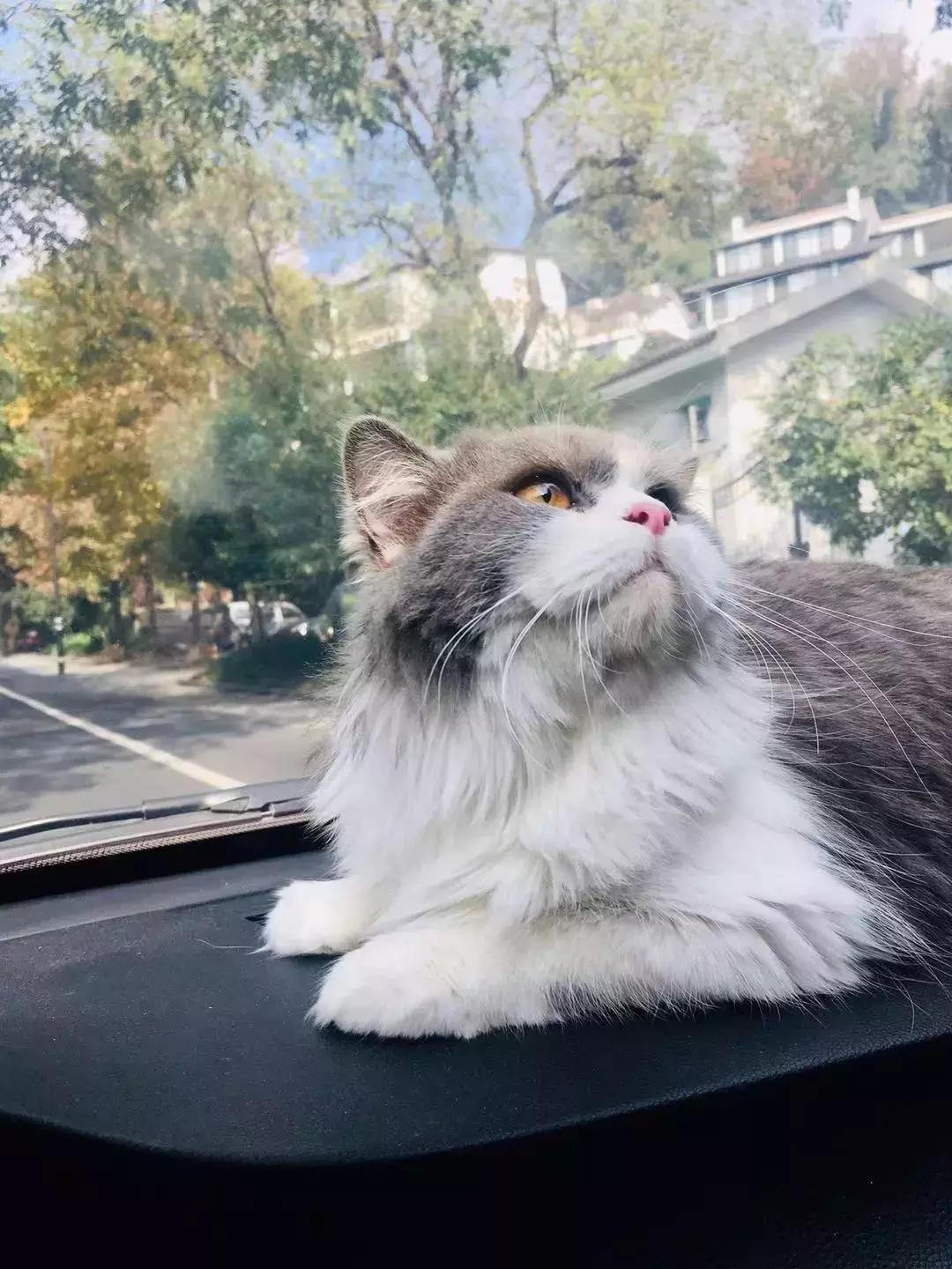 第一次领养猫咪会遇到哪些坑？