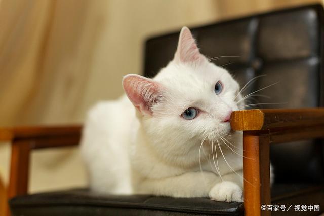 猫咪真的能认出自家铲屎官吗？