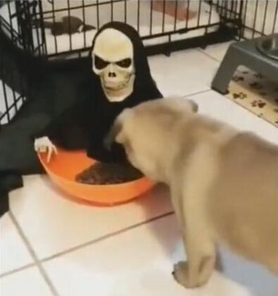 你家猫主子到底吃没吃饱? 你家猫主子到底吃没吃饱?