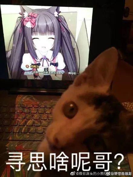 为什么你存的猫咪图总像表情包？