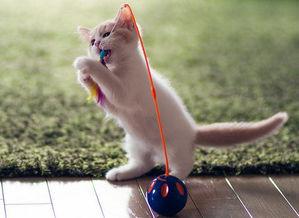 猫咪每天凌晨4点跑酷怎么办？