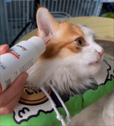 猫咪耳螨真的能彻底治好吗？