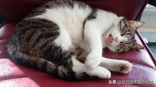 猫咪总吐舌头是生病了吗？