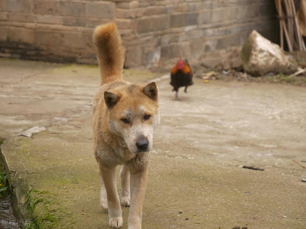 猫咪一天到底该吃几顿？新手铲屎官必看的喂食指南