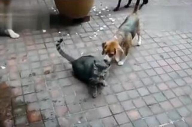 猫咪和狗打架能阻止吗？