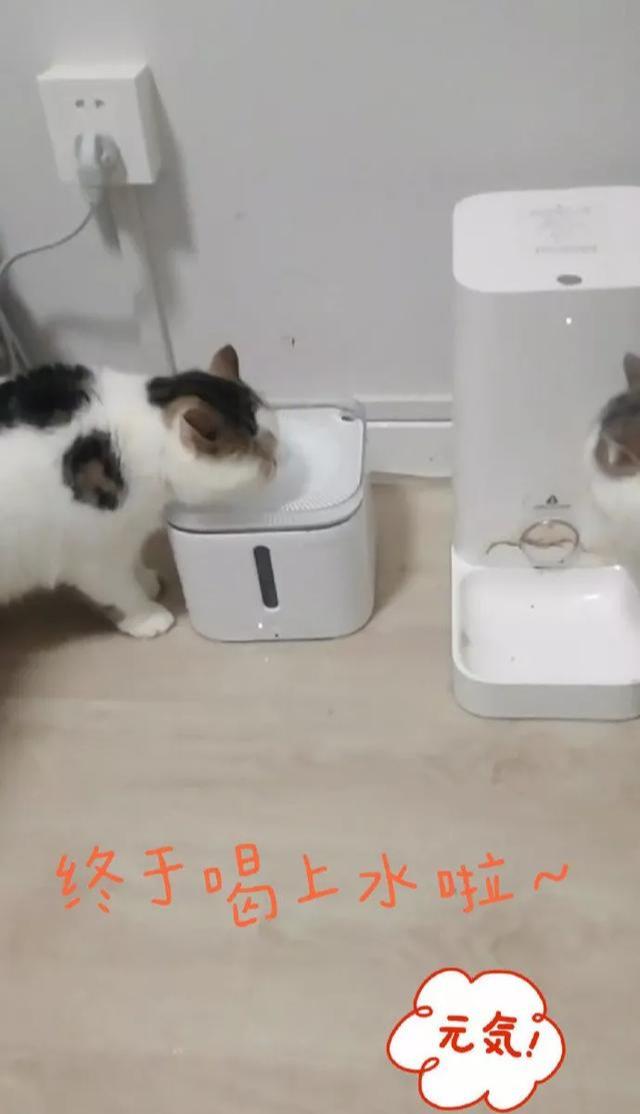 猫咪能像快递一样直接寄走吗? 猫咪能像快递一样直接寄走吗?