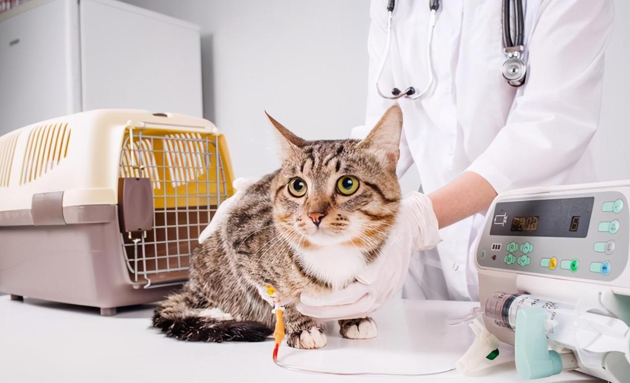 带猫体检一次钱包会大出血吗？