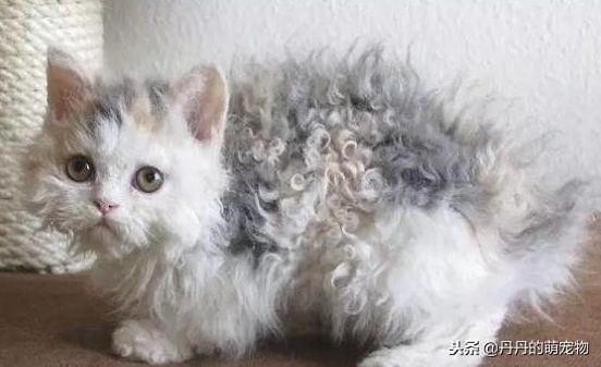 梦见牺牲自己救了别人是吉是凶？天秤座警惕情感危机，3招逆转命运