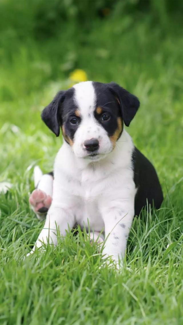 手机里没有猫咪壁纸还敢自称铲屎官？