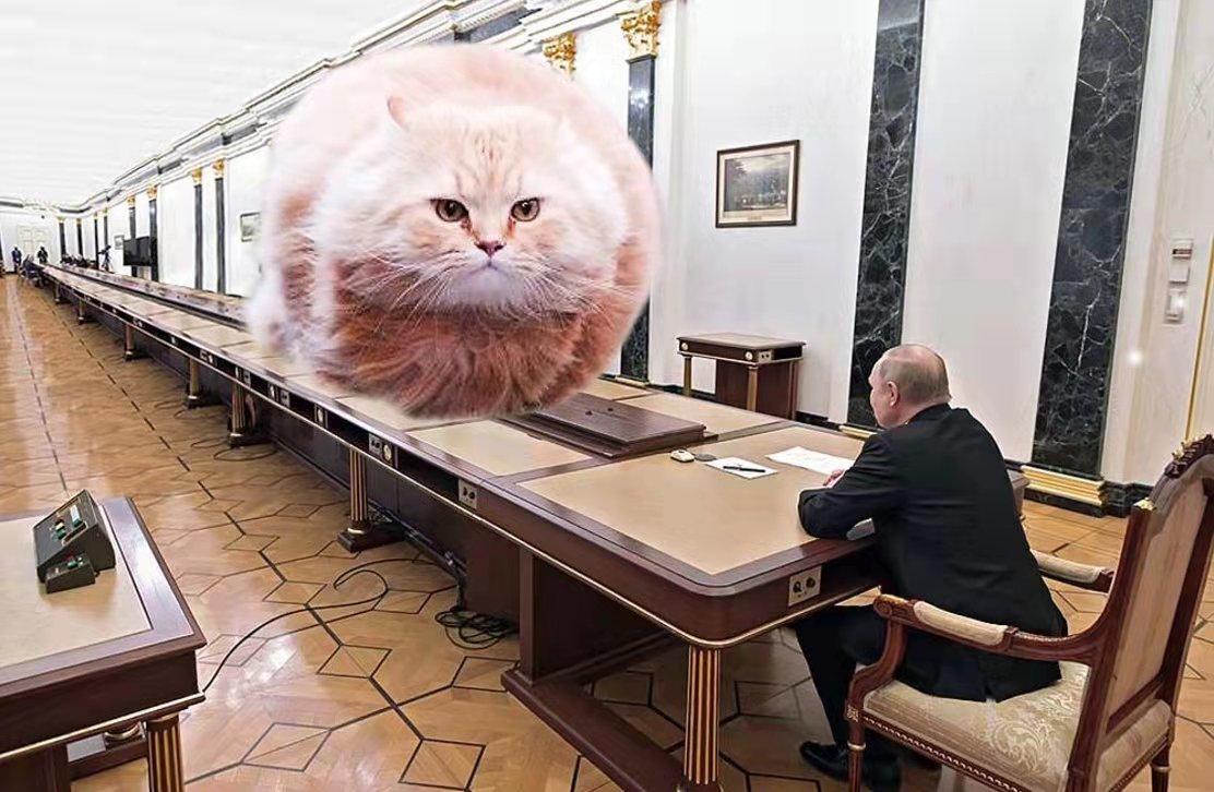 猫咪大战争中文版怎么下载才能不踩坑？