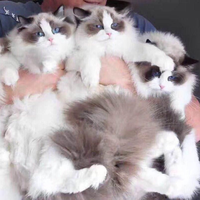 养猫真的像抖音里那么简单吗？