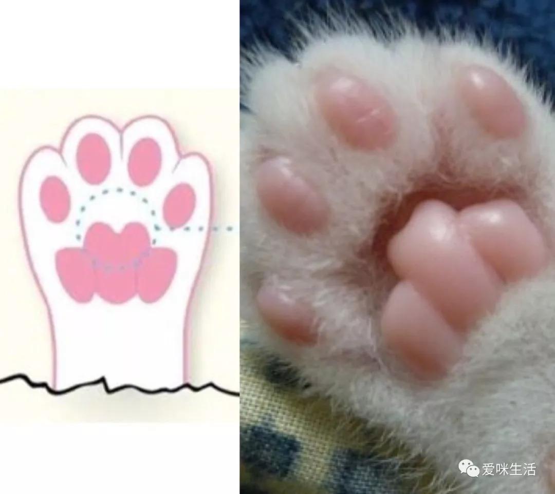 猫咪的肉垫被划伤了还能自己舔好吗？