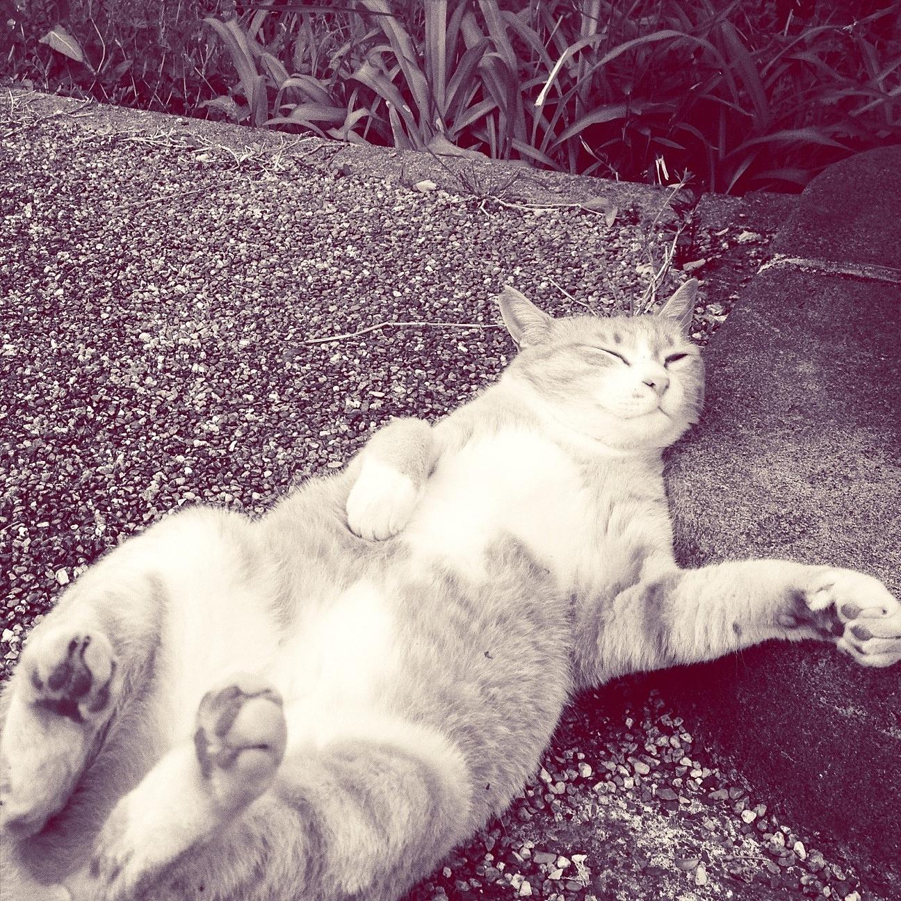 猫咪吐黄水是吃坏肚子了吗？