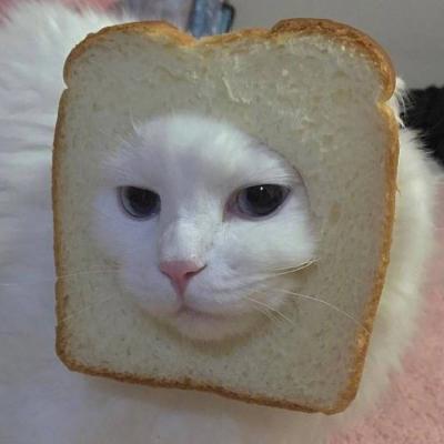 为什么别人的猫咪头像总是比你可爱？