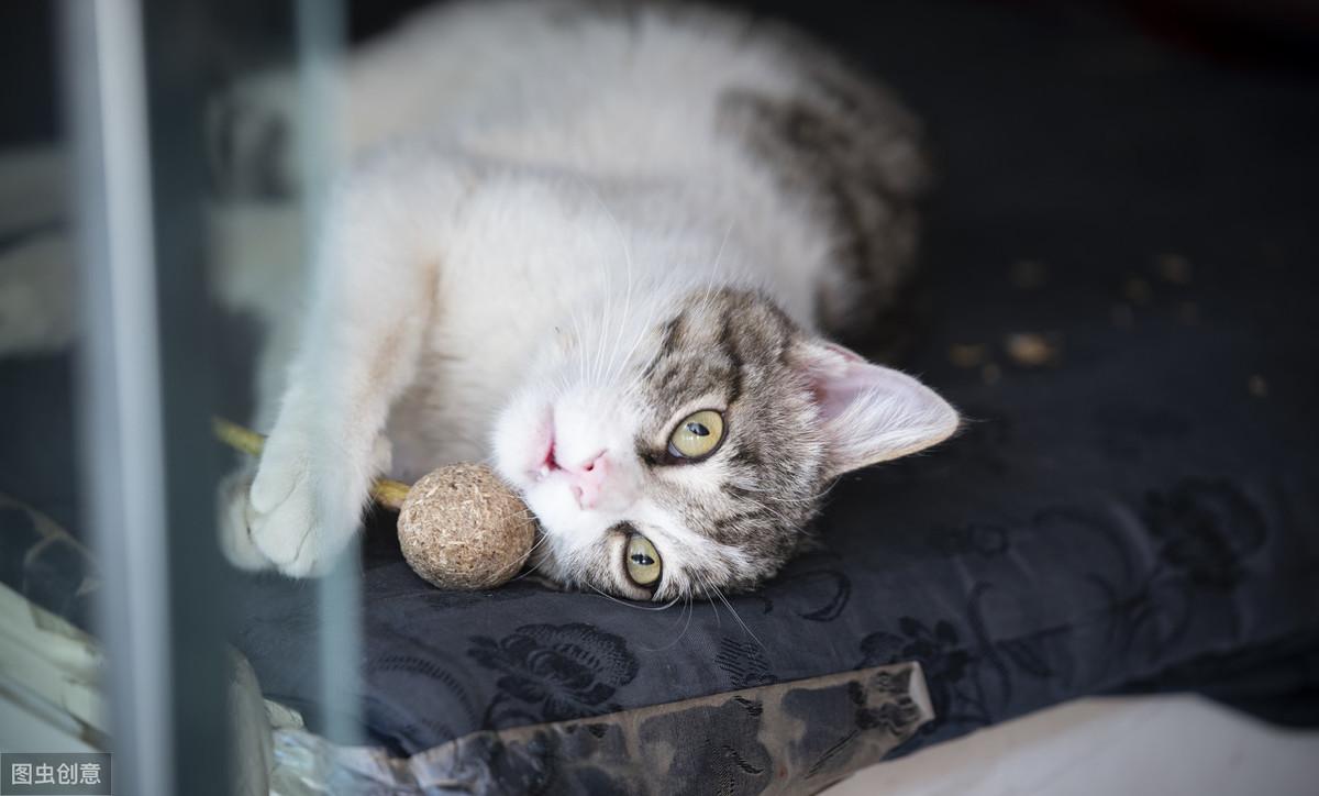 你家猫咪最近有没有这些异常表现？